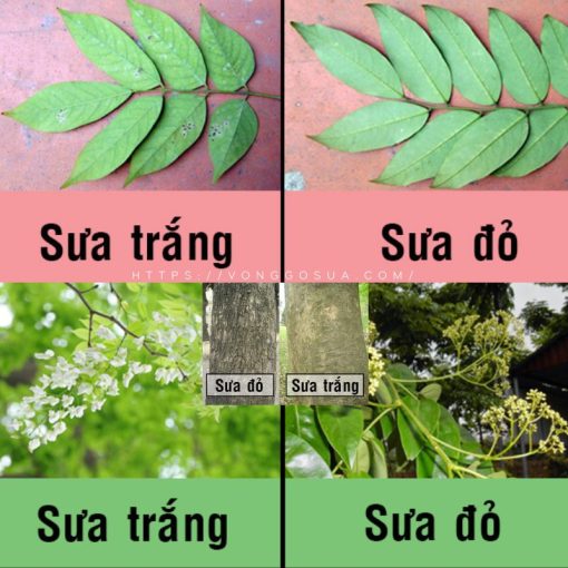 Phan biet sua do va sua trang VongGoSuaCom